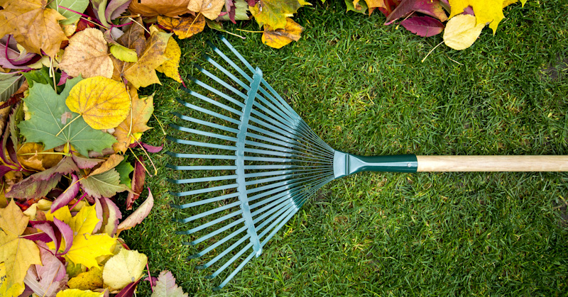 Leaf Removal Cost